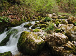 Tara mountain – Lađevac spring and the river Rača